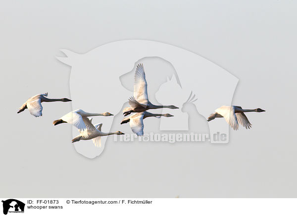 whooper swans / FF-01873