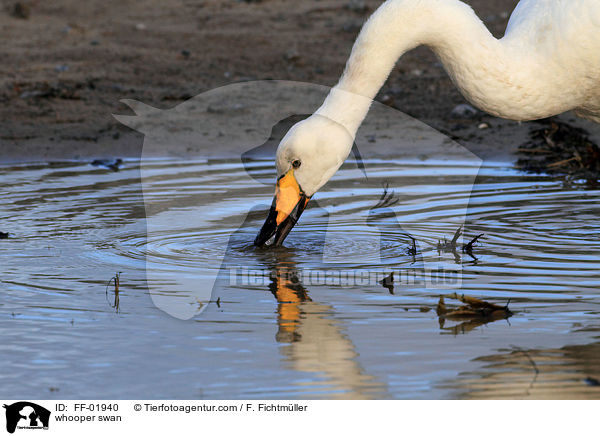 Singschwan / whooper swan / FF-01940