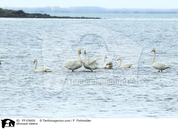 Singschwne / whooper swans / FF-03600