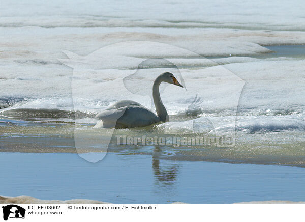 whooper swan / FF-03602