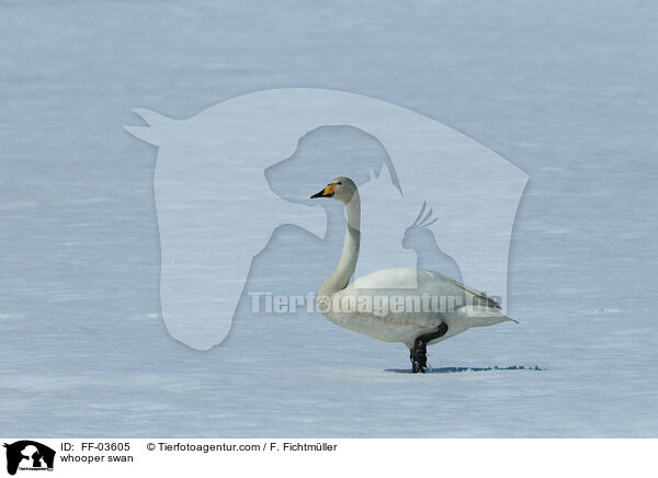 whooper swan / FF-03605
