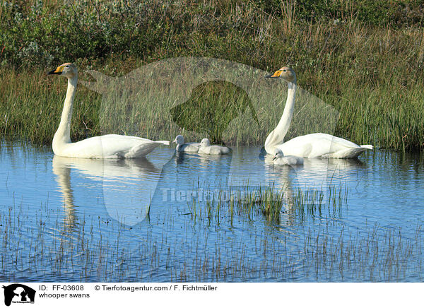 whooper swans / FF-03608
