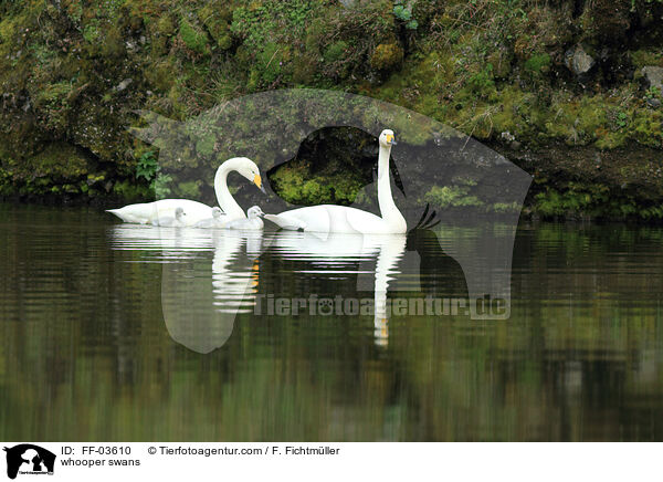 whooper swans / FF-03610