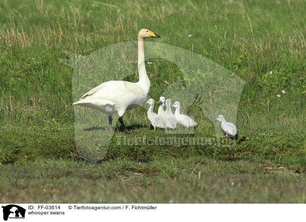 whooper swans / FF-03614