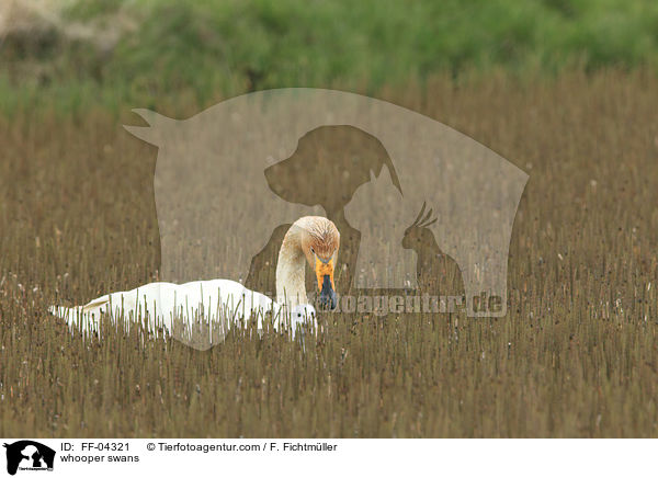whooper swans / FF-04321