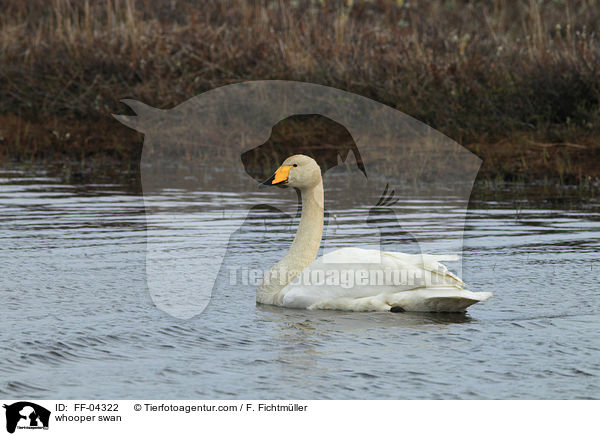 whooper swan / FF-04322