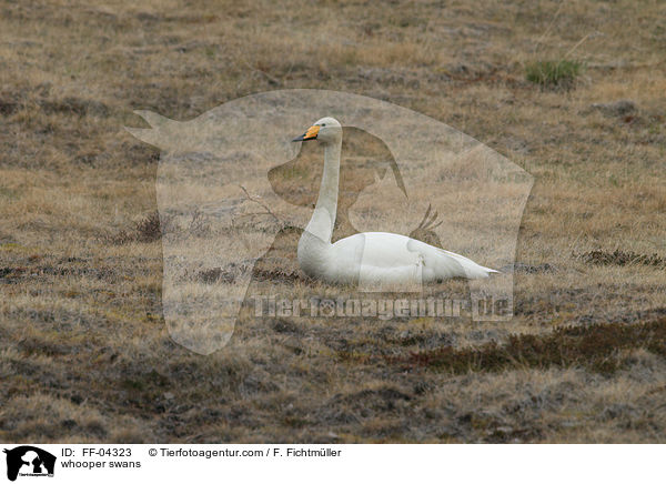 Singschwne / whooper swans / FF-04323