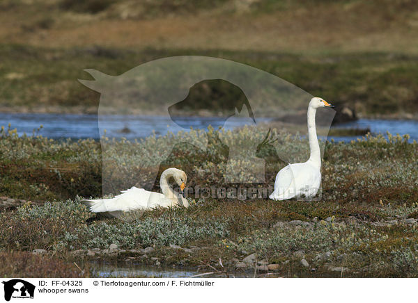 whooper swans / FF-04325