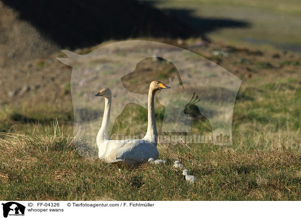 whooper swans / FF-04326