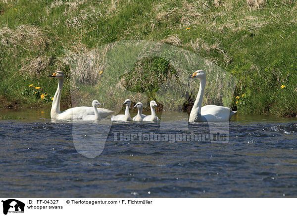 whooper swans / FF-04327