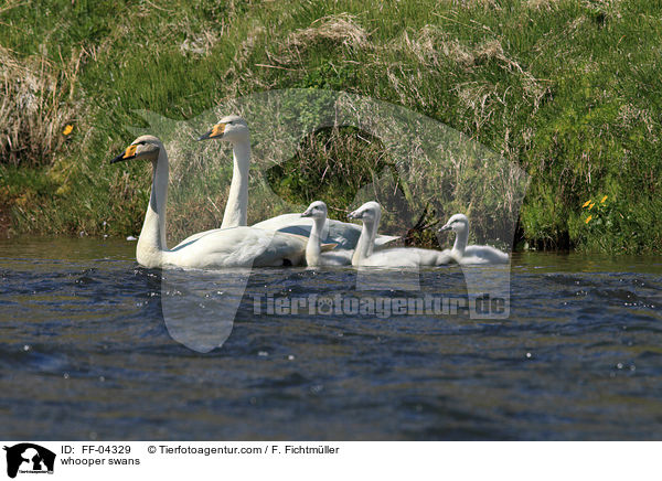 whooper swans / FF-04329