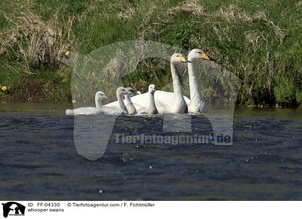 Singschwne / whooper swans / FF-04330
