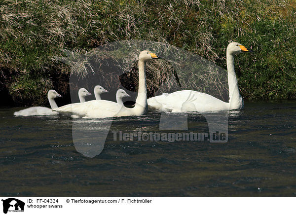 whooper swans / FF-04334