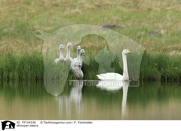 whooper swans / FF-04336