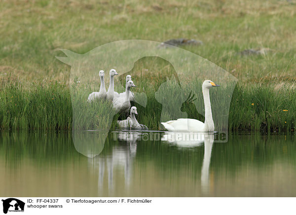 whooper swans / FF-04337