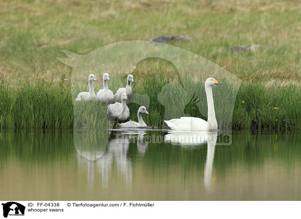 whooper swans / FF-04338