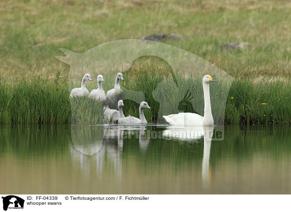 whooper swans / FF-04339