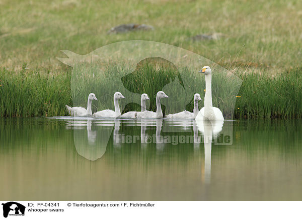 whooper swans / FF-04341