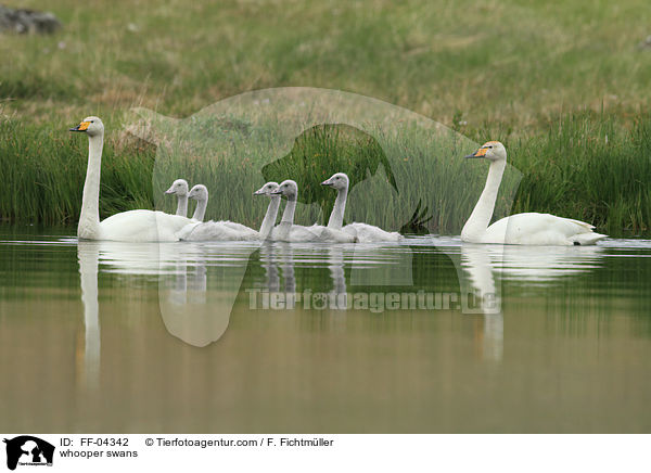 whooper swans / FF-04342