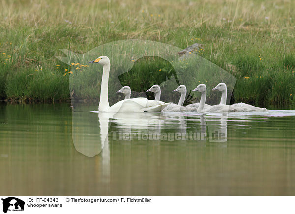 whooper swans / FF-04343