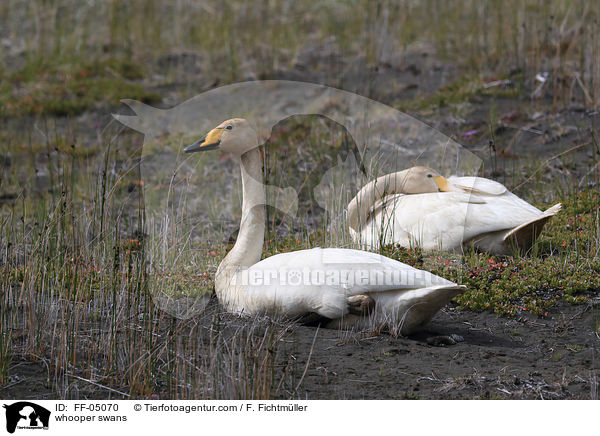 whooper swans / FF-05070