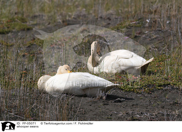 Singschwne / whooper swans / FF-05071