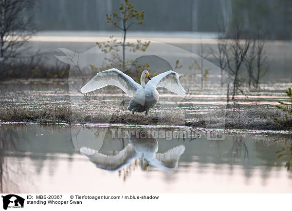 standing Whooper Swan / MBS-20367