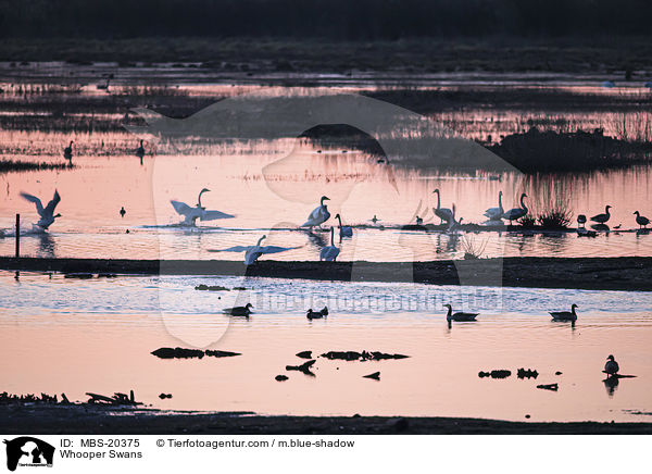 Whooper Swans / MBS-20375