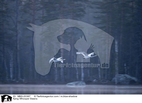 flying Whooper Swans / MBS-20387