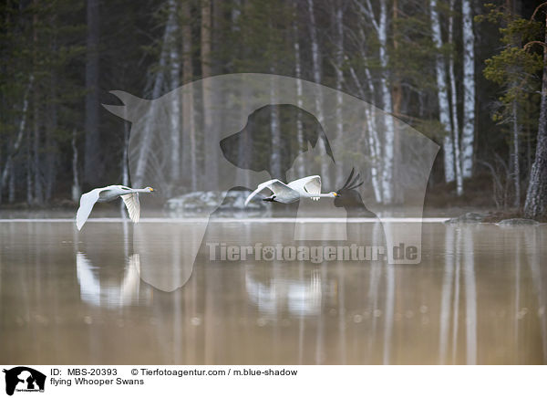 flying Whooper Swans / MBS-20393
