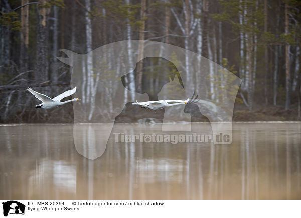flying Whooper Swans / MBS-20394