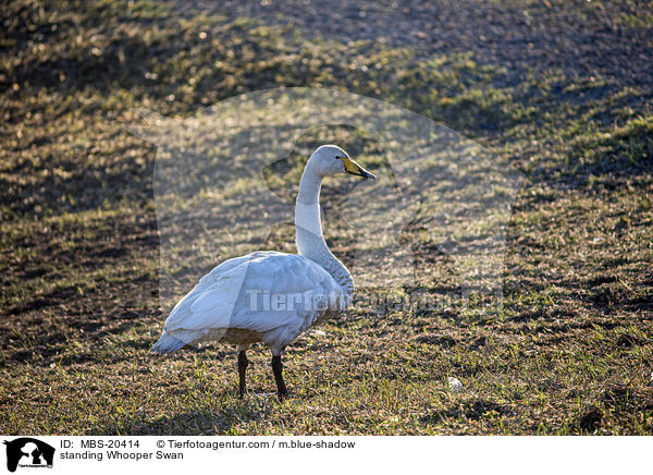 standing Whooper Swan / MBS-20414