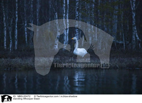 standing Whooper Swan / MBS-20472