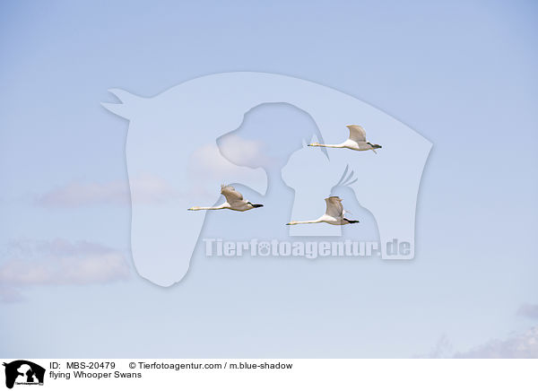 flying Whooper Swans / MBS-20479
