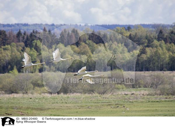 flying Whooper Swans / MBS-20480