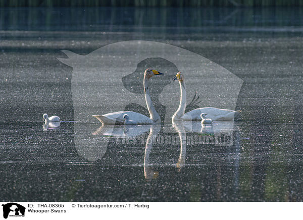 Whooper Swans / THA-08365