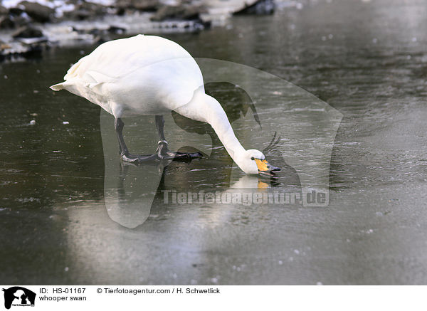 whooper swan / HS-01167