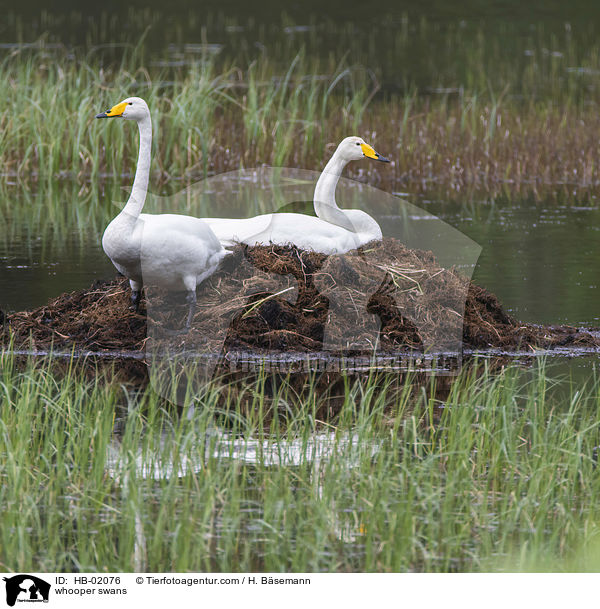whooper swans / HB-02076