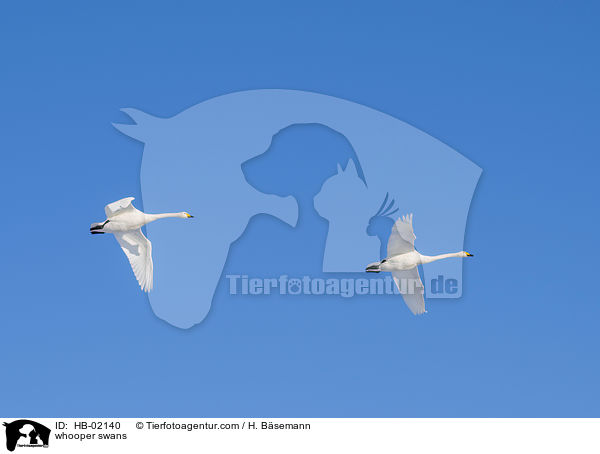 whooper swans / HB-02140