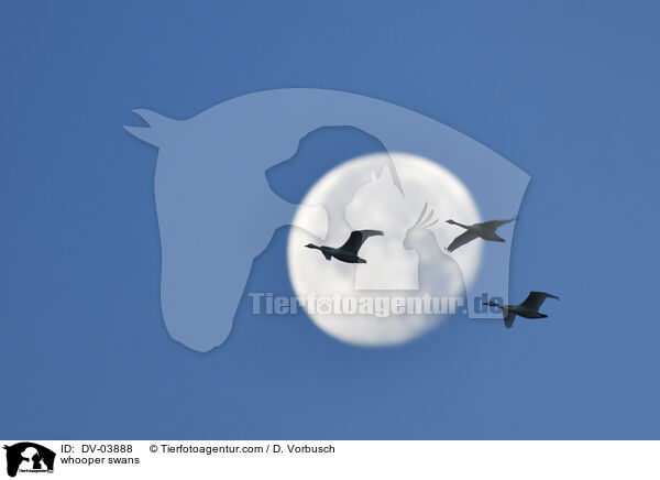 whooper swans / DV-03888
