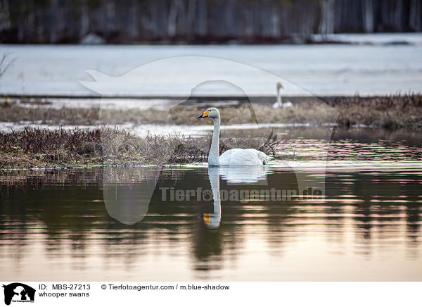 whooper swans / MBS-27213