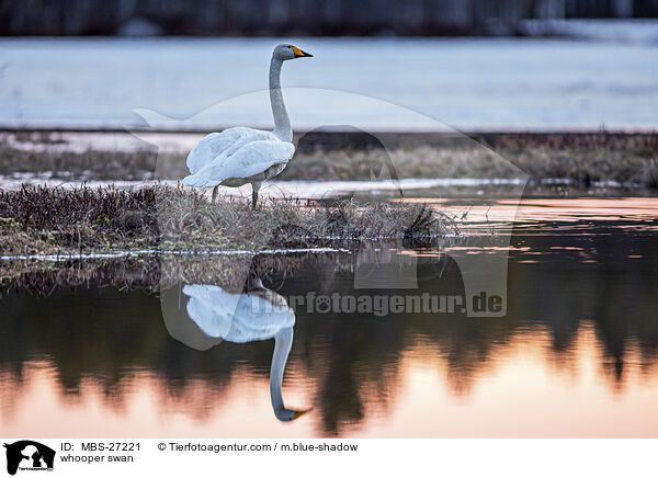 whooper swan / MBS-27221