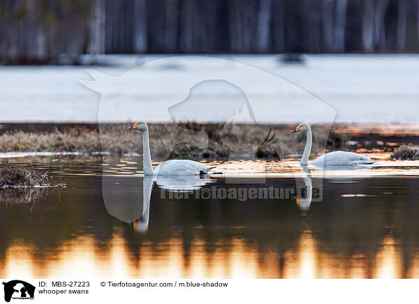 Singschwne / whooper swans / MBS-27223