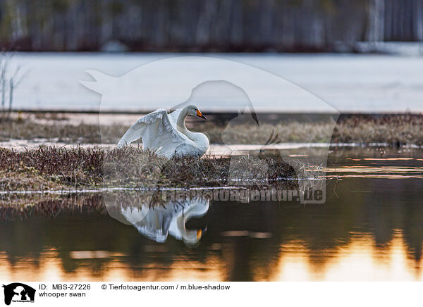 Singschwan / whooper swan / MBS-27226