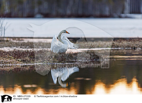 whooper swan / MBS-27229