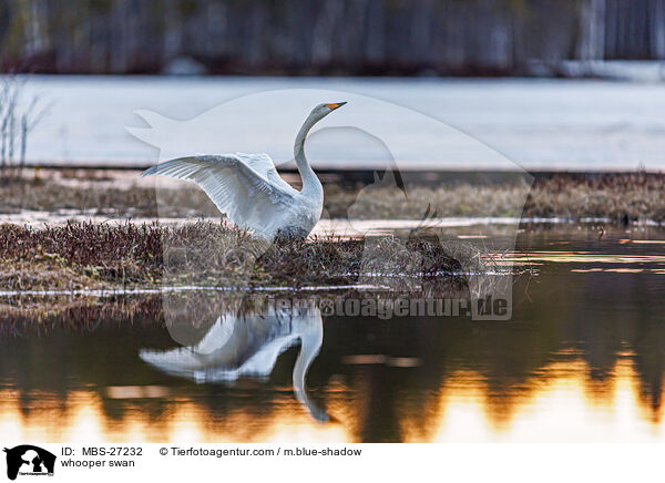 whooper swan / MBS-27232