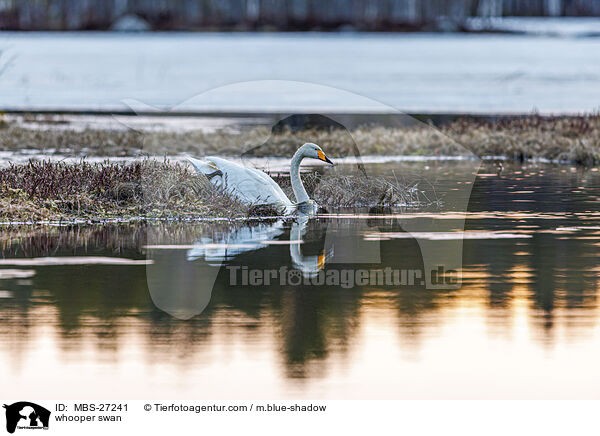 Singschwan / whooper swan / MBS-27241