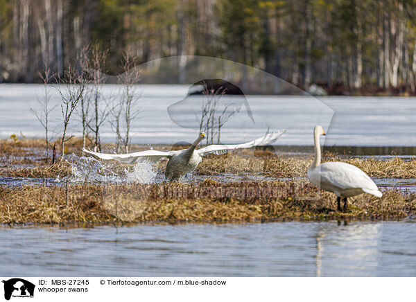 whooper swans / MBS-27245