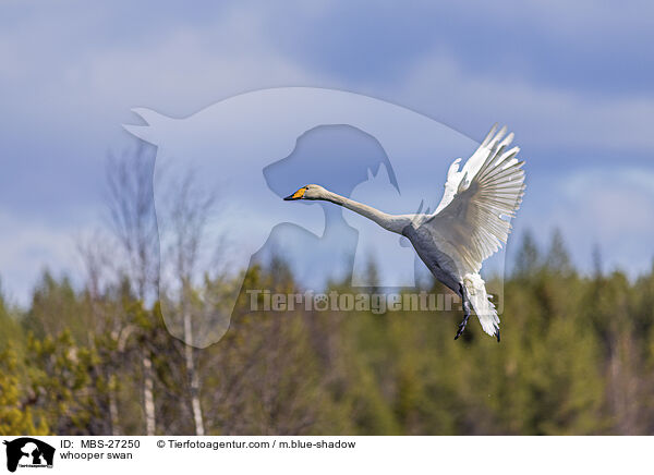 Singschwan / whooper swan / MBS-27250