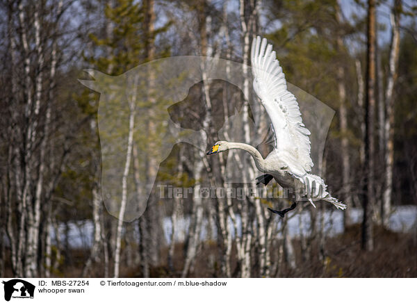 Singschwan / whooper swan / MBS-27254